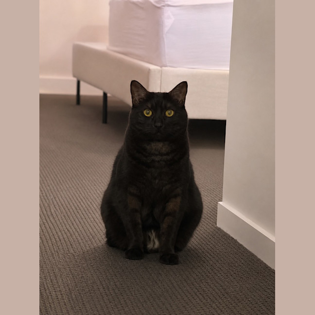 Photo of Cosmo