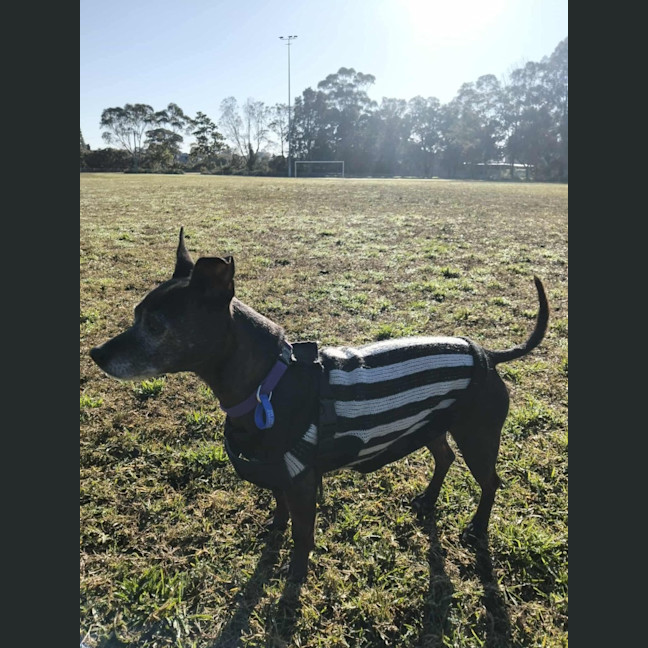Photo of Nyxie   12 Year Old Jack Russell X