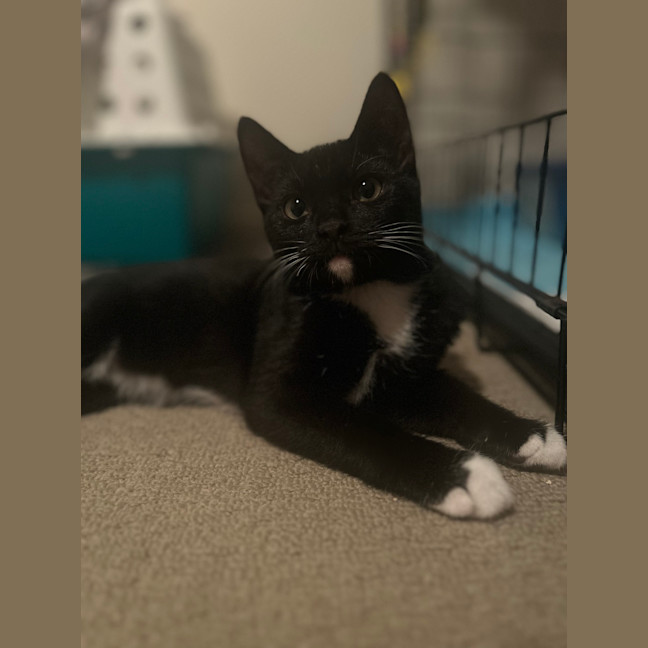 Photo of Rocket