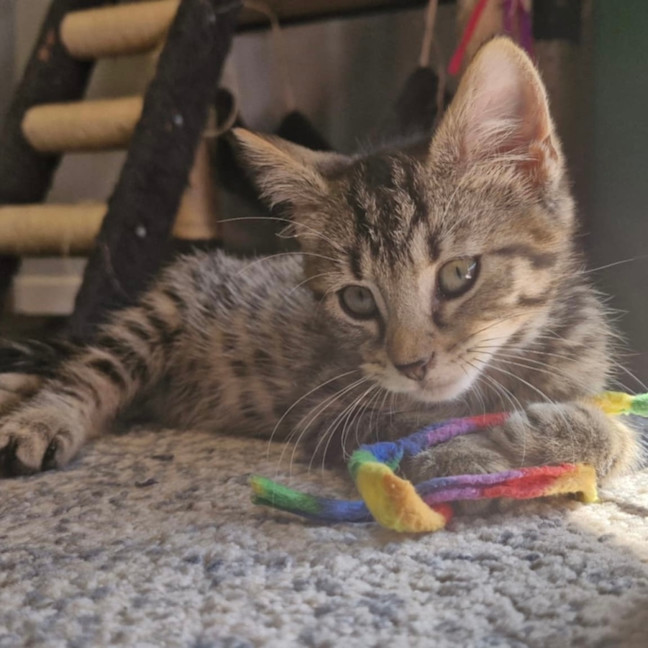 Photo of Eddie 🐾🐅