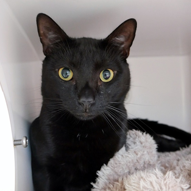 Photo of Patch Rsta012939