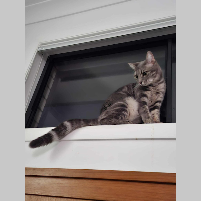 Photo of Birdie