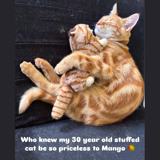 Photo of Mango Kitten