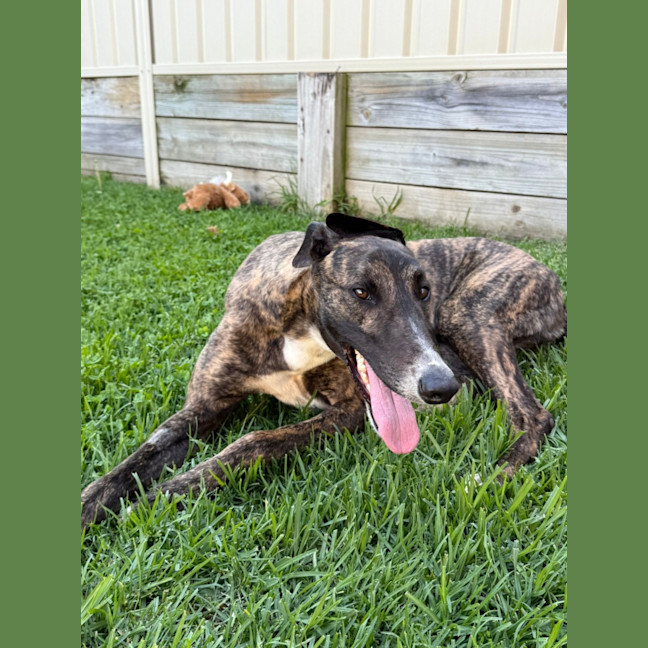 Photo of Clay, The Greyhound