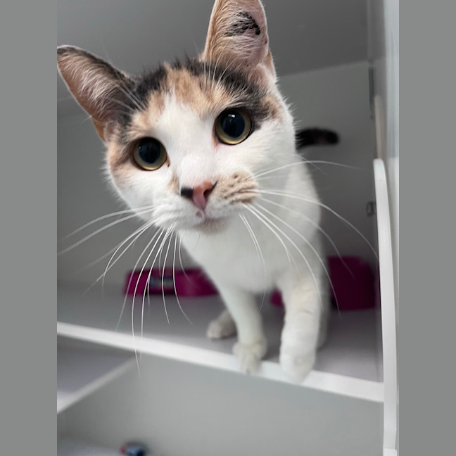 Photo of Sybilla
