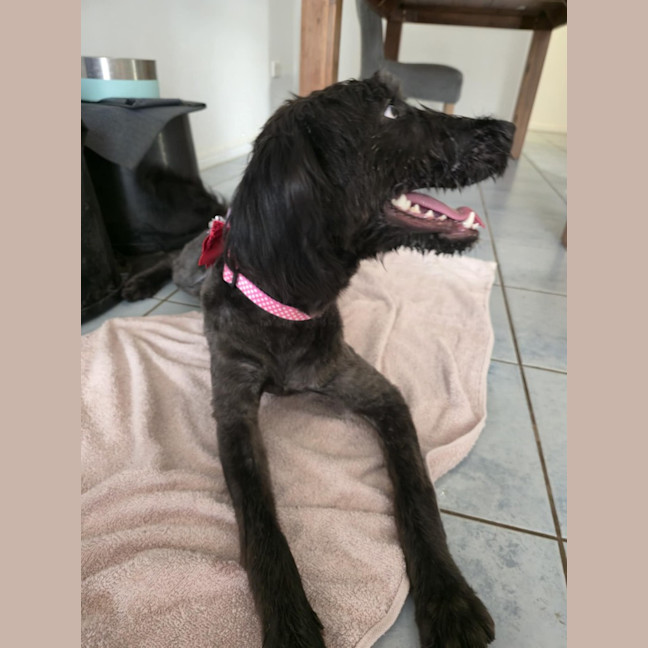 Photo of Merry