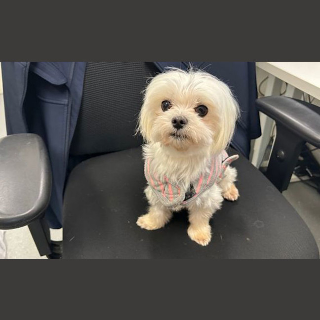 Photo of Nugget