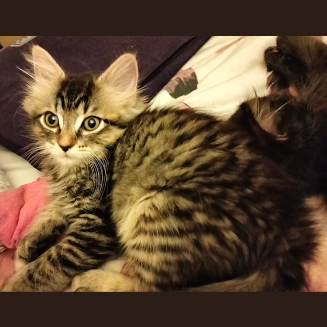 Photo of Lulu