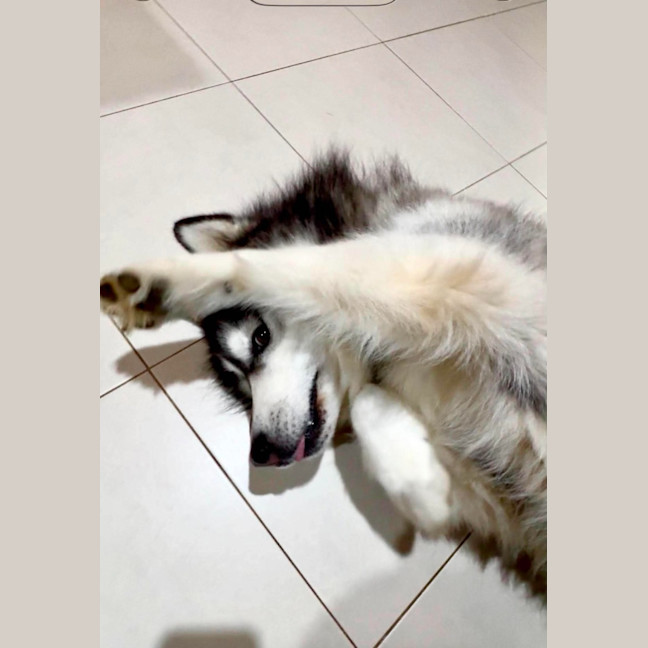 Photo of Harley