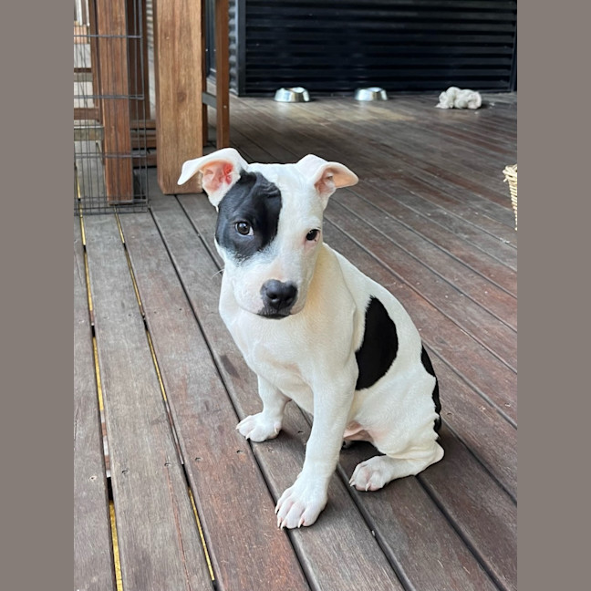 Photo of Boris   16 Week Old Staffy X