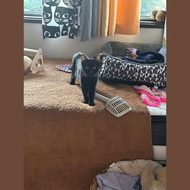 Photo of Milo
