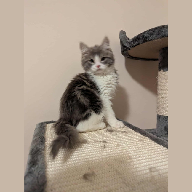 Photo of Foxy The Pirate 