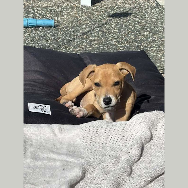 Photo of Bailey