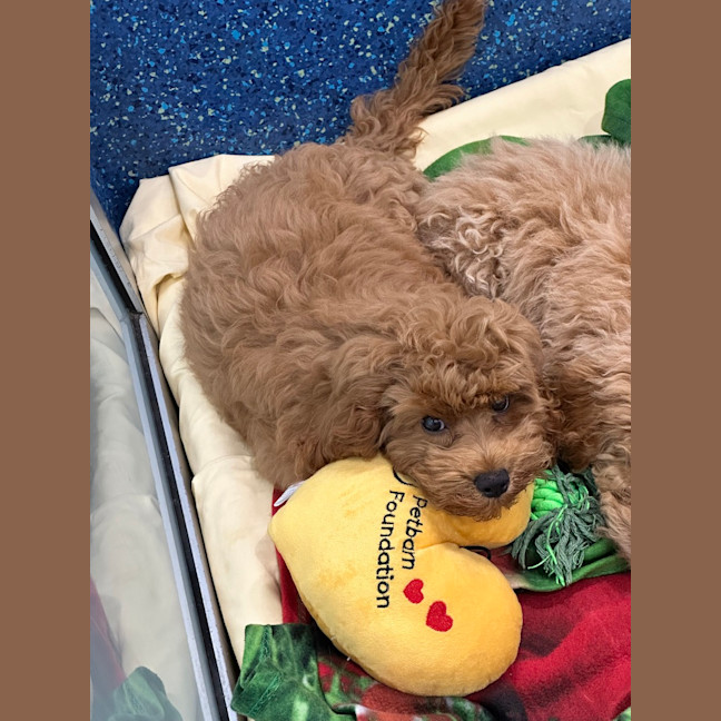 Photo of Pumpkin