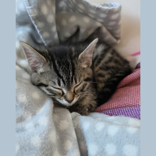 Photo of Sesame