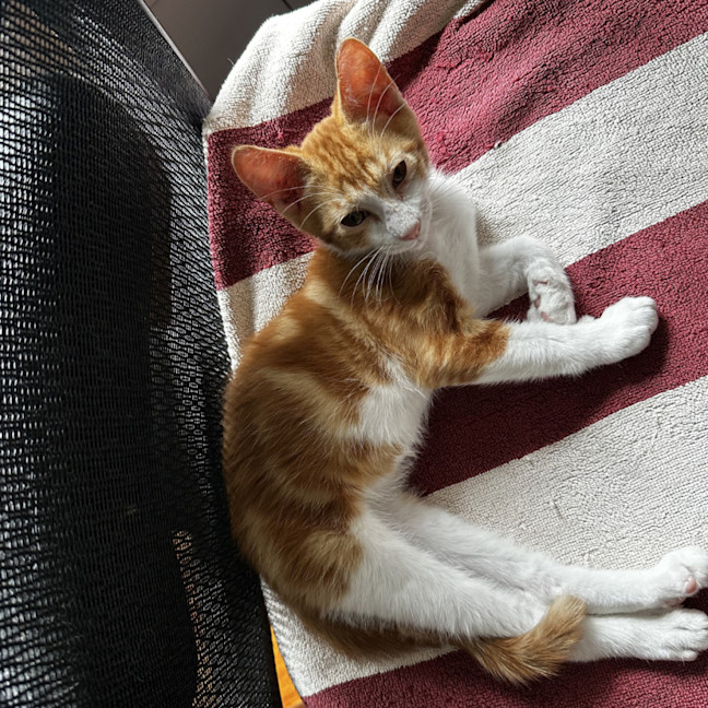 Photo of Grover