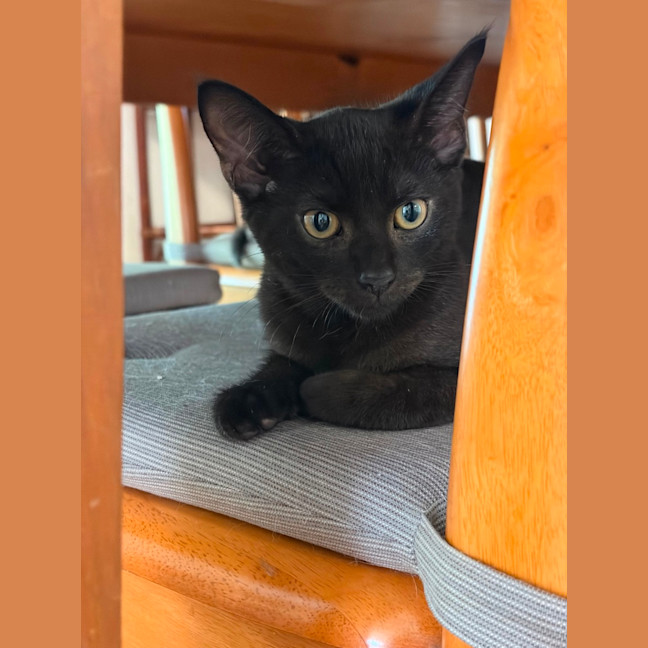 Photo of Mouse