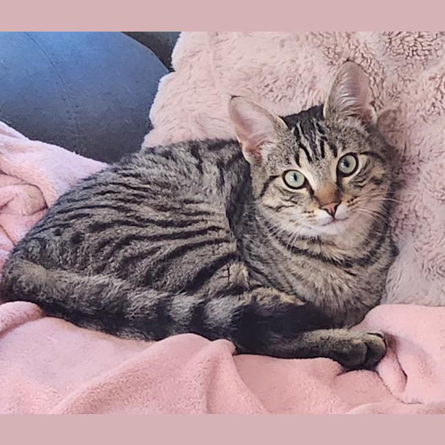 Photo of Cornelius   In Foster Care In Templestowe