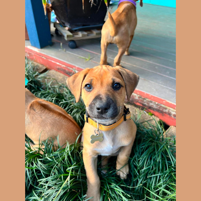 Photo of Goldie
