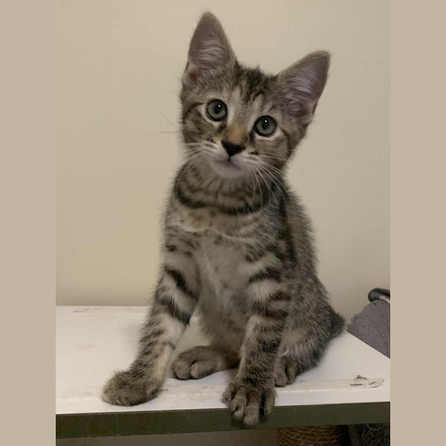 Photo of Remy