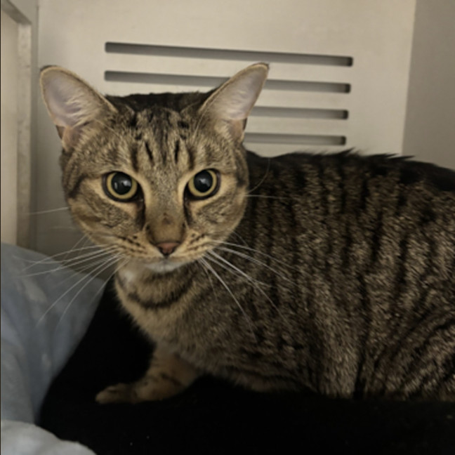 Photo of Nala *Meet At Our Strathfield Centre*