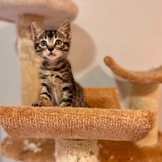 Photo of Ziggy Stardust