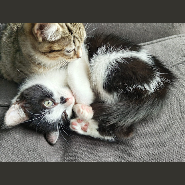Photo of Jaspurr