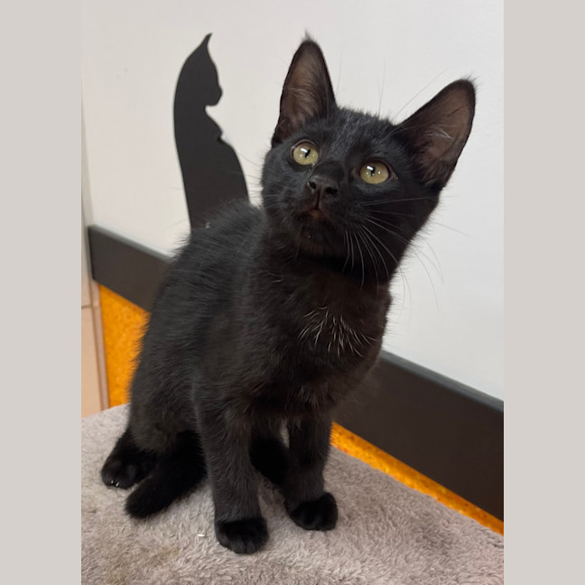 Photo of Toothless