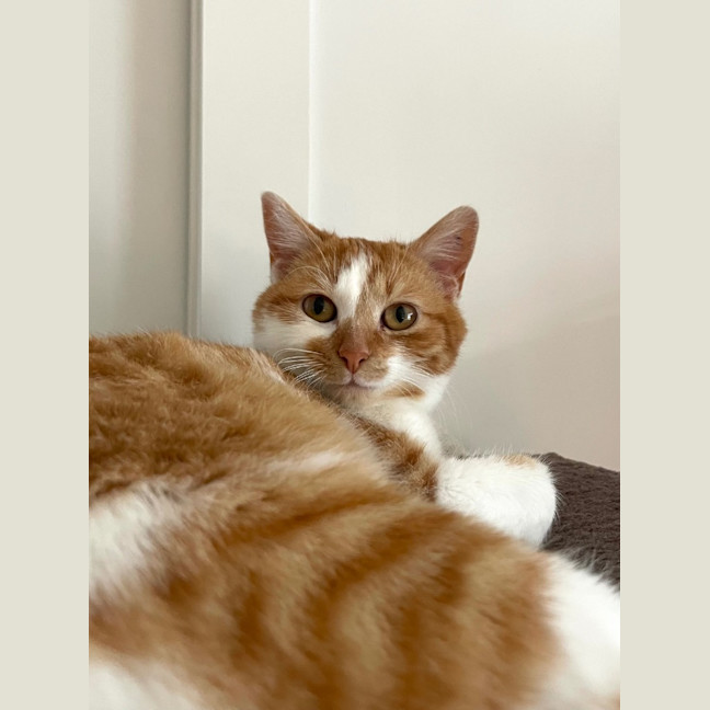 Photo of Marigold