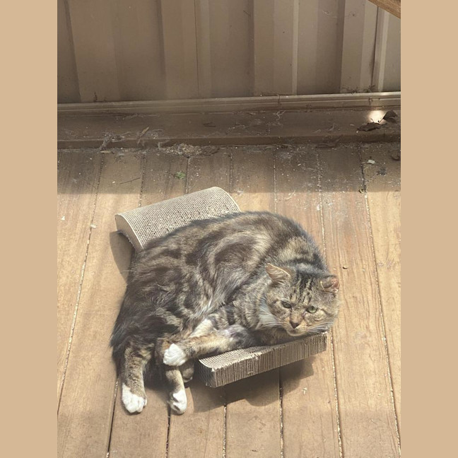 Photo of Bartholomew Ragamuffin