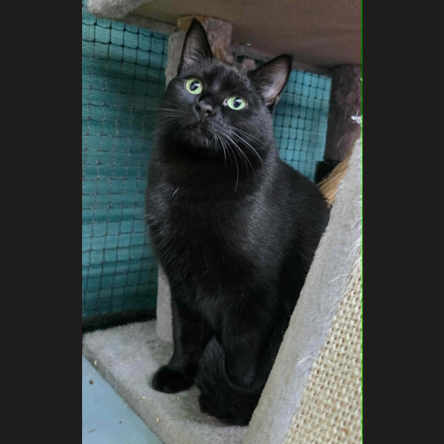 Photo of Ebba ** 2nd Chance Cat Rescue **