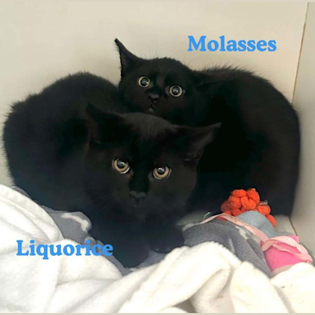 Photo of Liquorice 