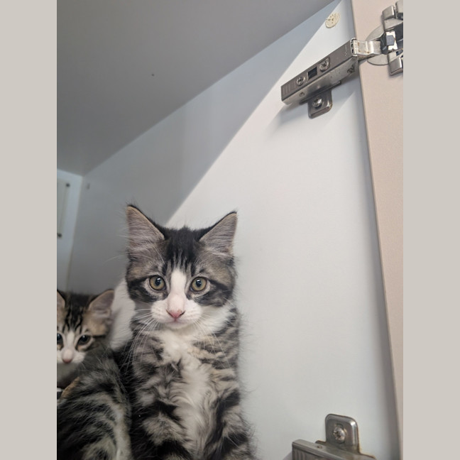 Photo of Clover