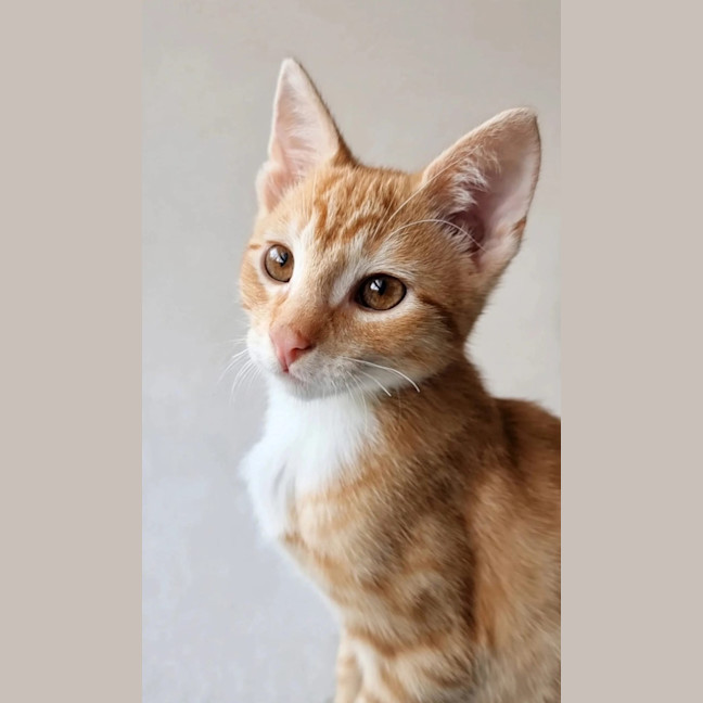 Photo of Maverick 