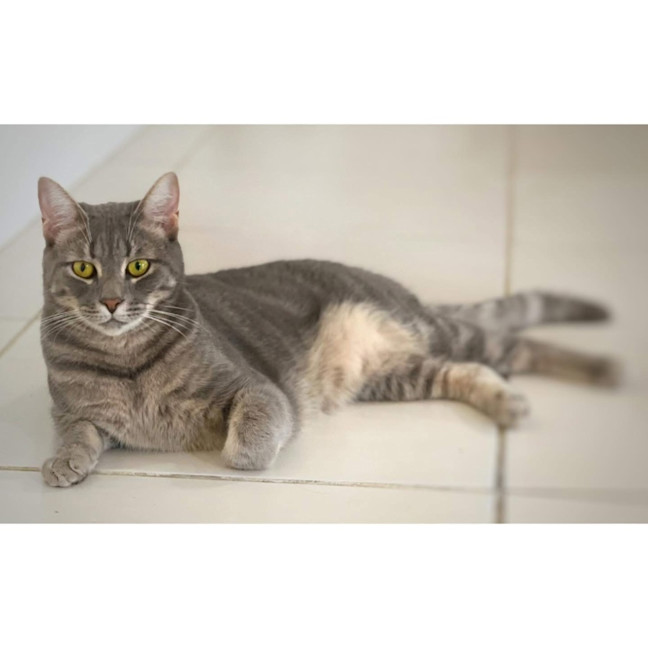 Photo of 12079   Pork Chop