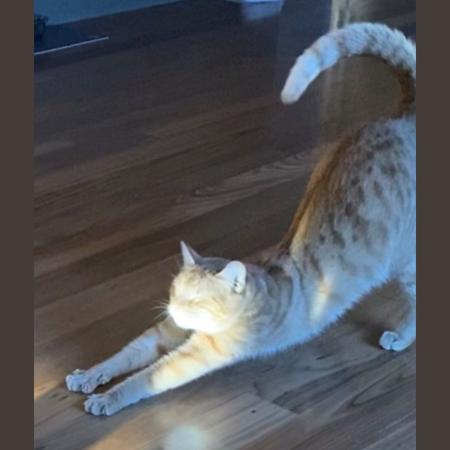 Photo of Ninja