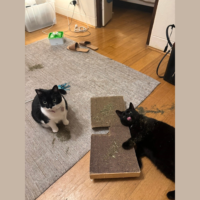 Photo of Millie & Diego