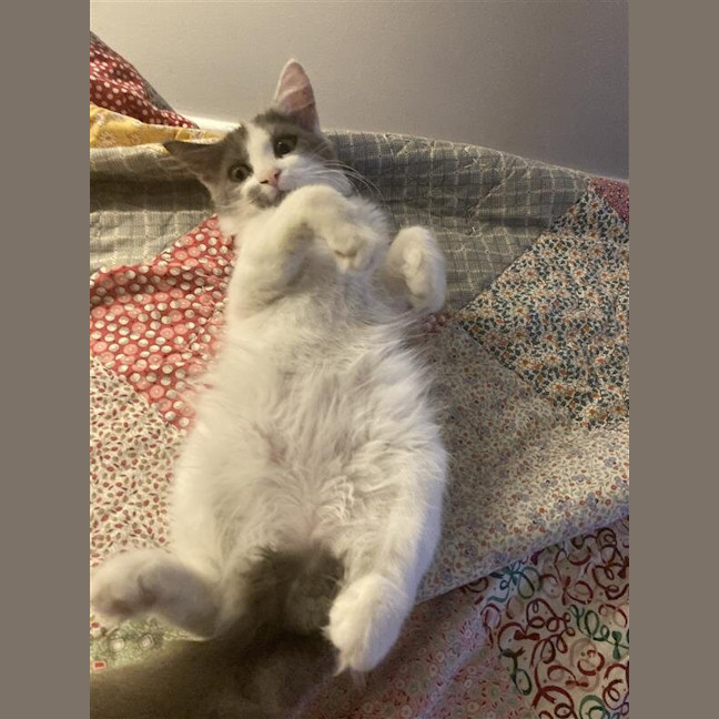 Photo of Jiminy Cricket