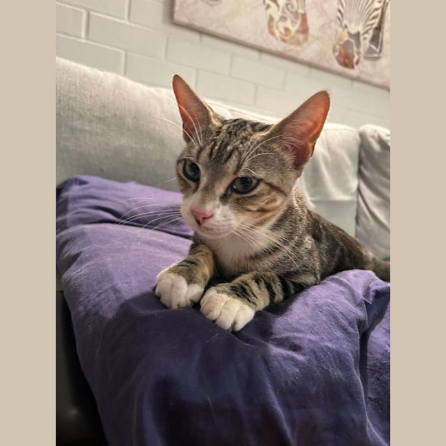 Photo of Squeak
