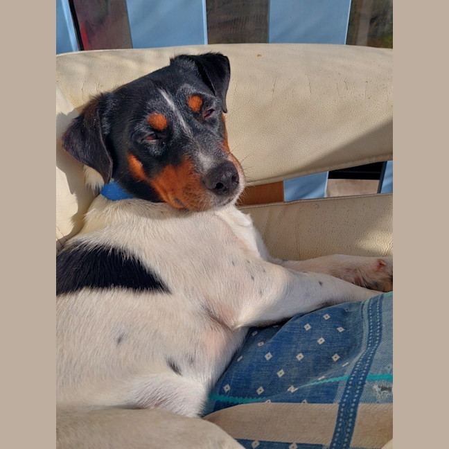 Photo of Gandhi   3 Year Old Jack Russell (Trial)