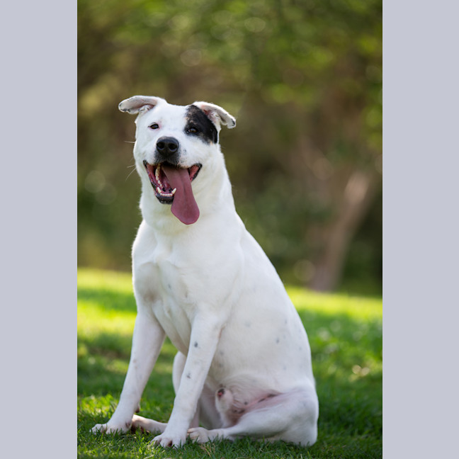 Photo of Patch