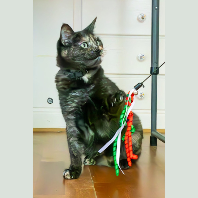 Photo of Tizzy 