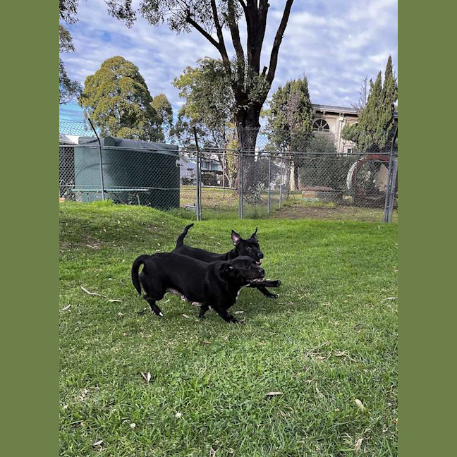 Photo of Bear