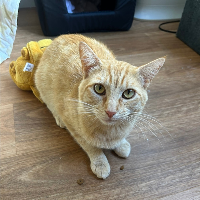 Photo of Charlie 🧡