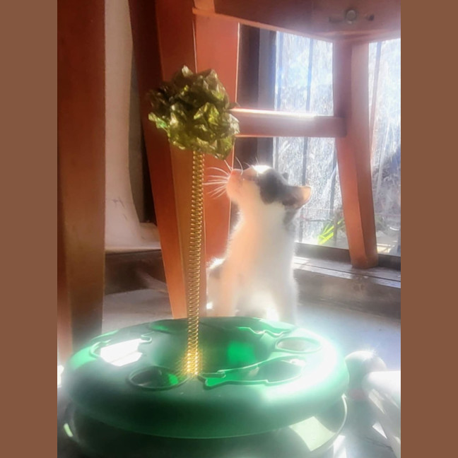 Photo of Tulip 🌷*9 Lives Rescue Project*