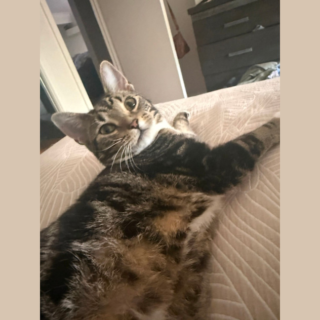 Photo of Sphinx