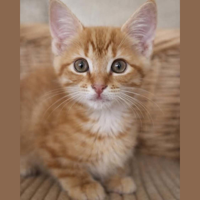 Photo of Cheezel