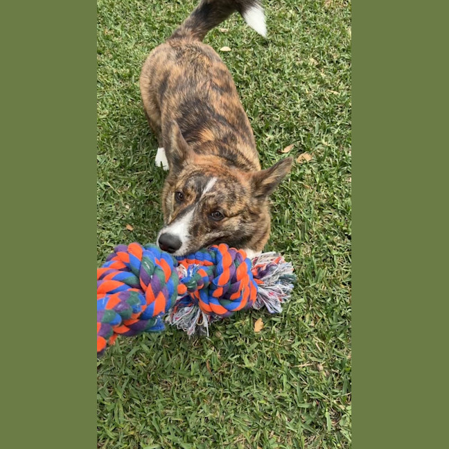 Photo of Rocky   1 Year Old Cardigan Corgi