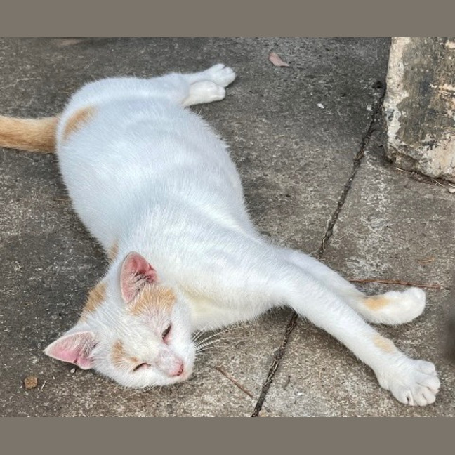 Photo of Peaches