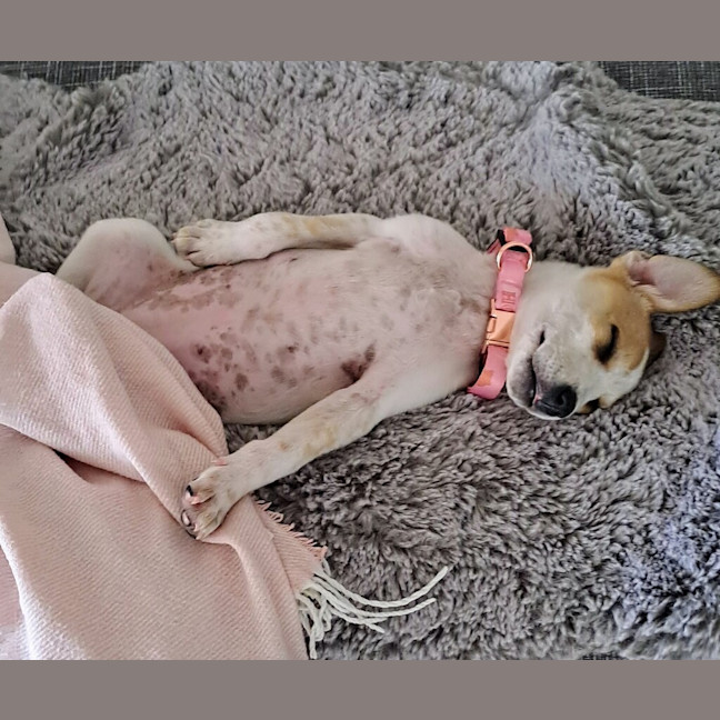 Photo of Koda